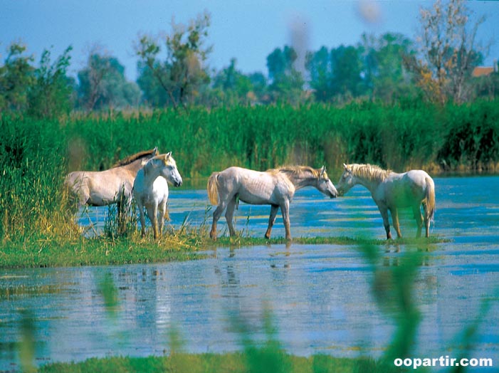 Camargue © CDT Bouches du Rhône