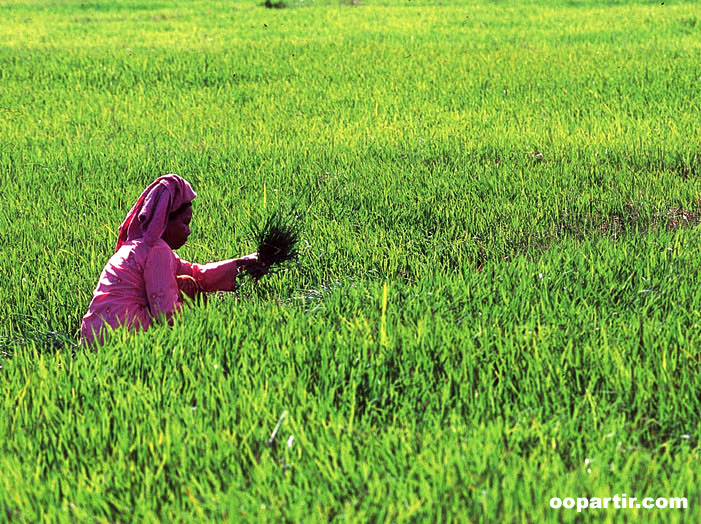 plantation de thé, Cameron Highlands © Tourism Malaysia