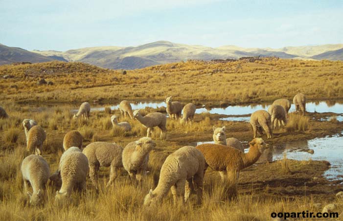 alpagas, salinas d'Aguada Blanca © PromPeru