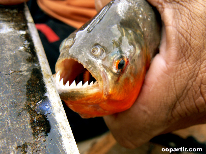 Piranha, Amazonie © Proexport