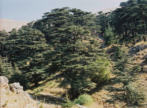 C�dres du Liban
