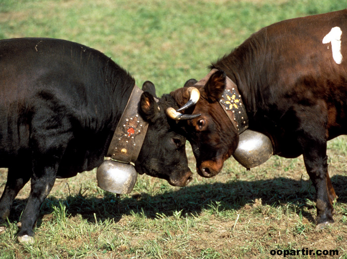 Combat des reines  © Suisse Tourisme