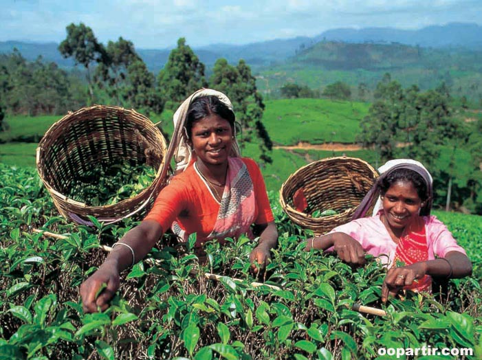 Cueilleuses de thé © OT Sri Lanka