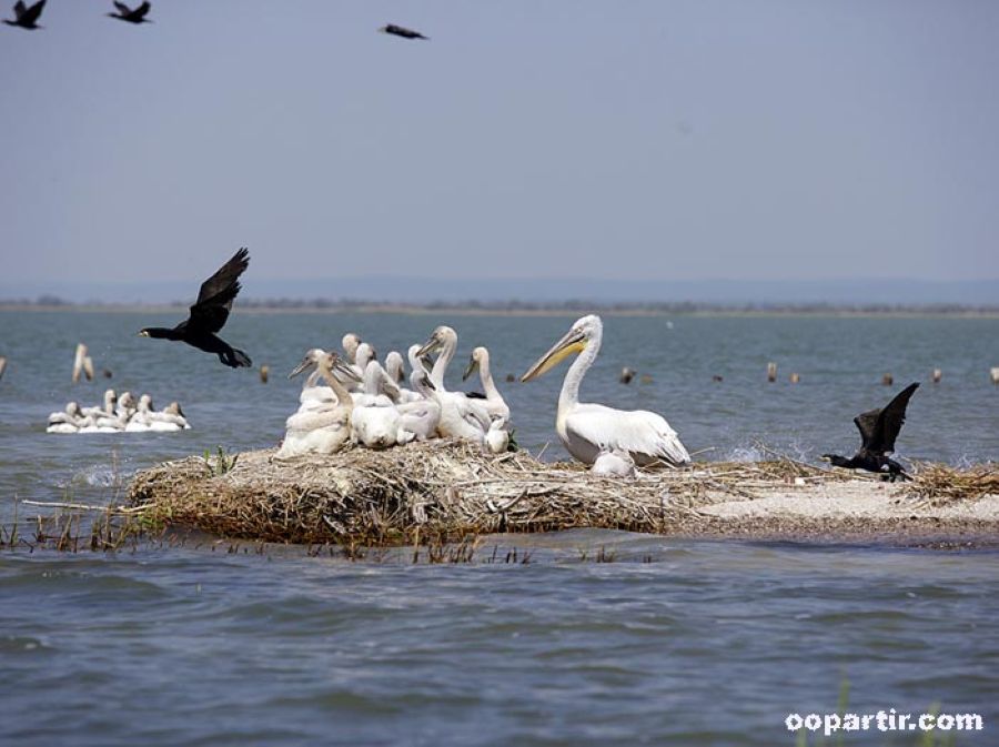 Delta du Danube