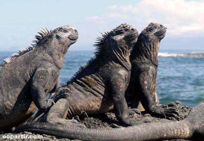 Iguanes marins aux Galapagos  © Interface Tourism