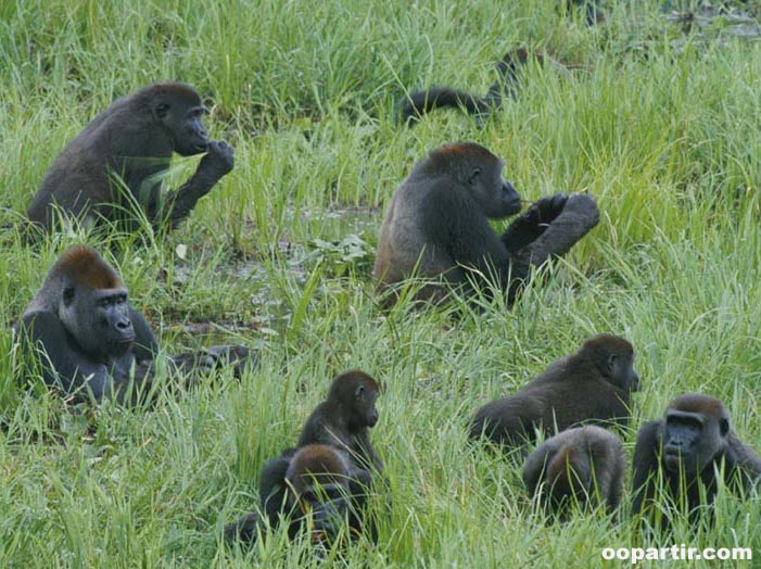 Gorilles © OT Gabon