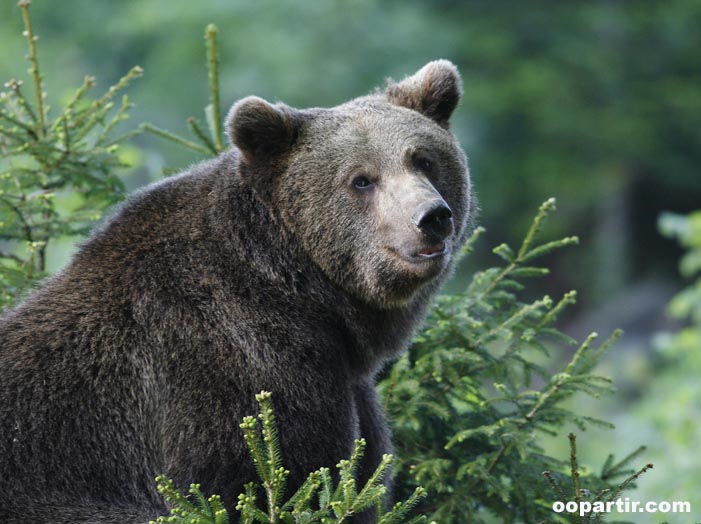 Ours dans la forêt de Kocevje ©  Bobo