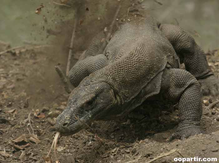 Varan de Komodo © Indonesia.Travel