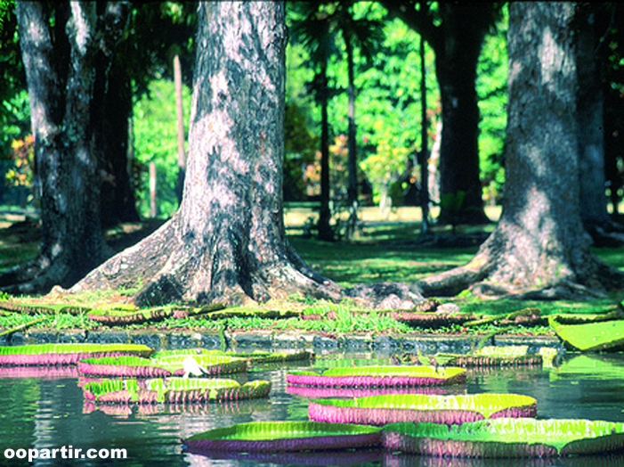 Jardin de Pamplemousse © MTPA