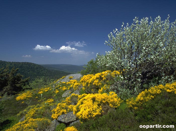 Mont du Forez © Rhône-Alpes