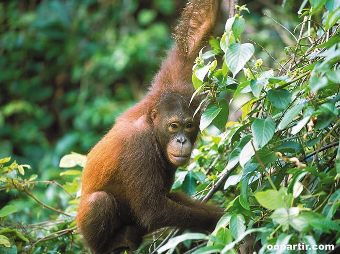 Orang Outang © David Kirkland