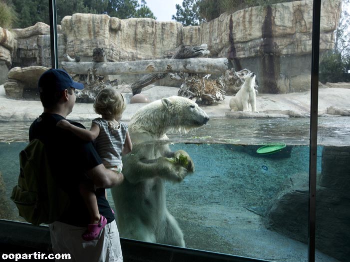 Ours, zoo de San Diego © California TTC