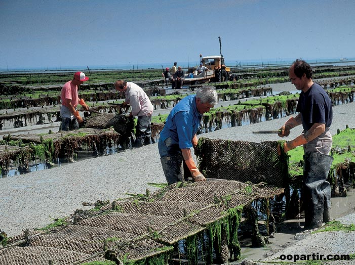 Parc huitres, Cancale © M. Schulte-Kellinghaus/Crtb 