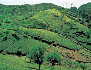 Plantation de th�