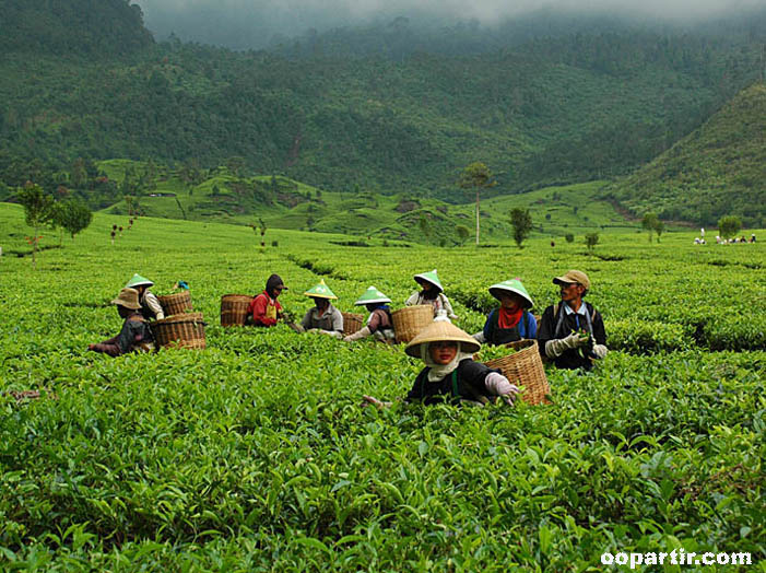 Plantation, Java © Indonesia.Travel