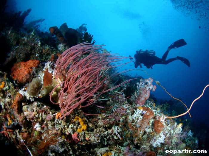 Plongée dans les Moluques © Indonesia.Travel