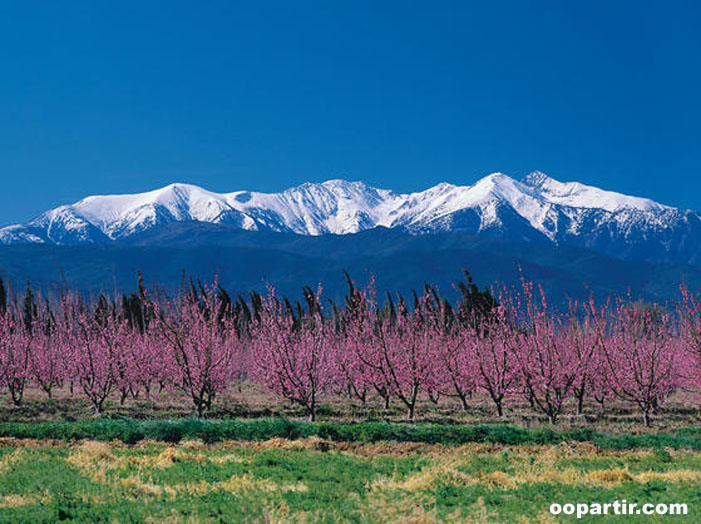 Pyrenées, Canigou et vergers roses © CRT L-R / P.Palau