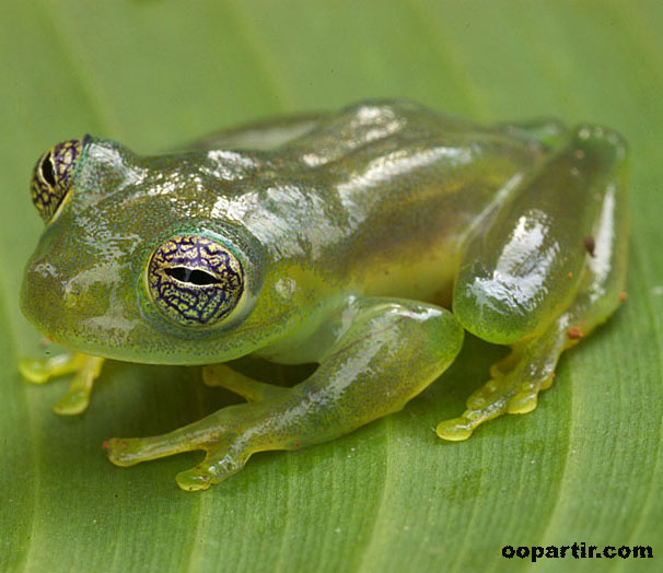 grenouille Rana Dorada © Visitpanama