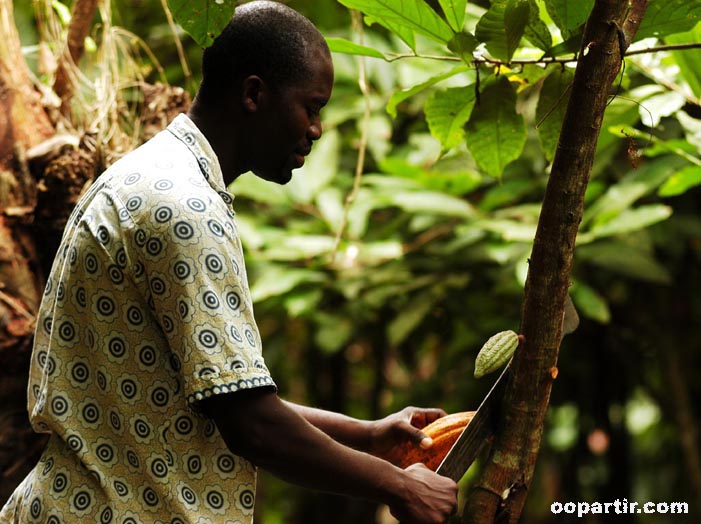 récolte cacao, Yakasse Feyasse  © Mapamundi/CIT