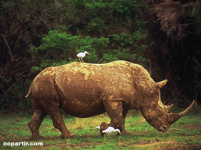 rhino dans  le parc national Gaoulou  © Mapamundi/CIT