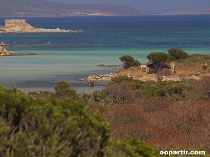 Asinara © Enit/Sandro Bedessi