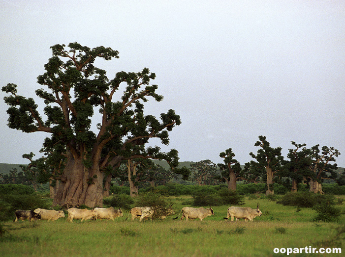 Dans la Savanne © Interface Tourism