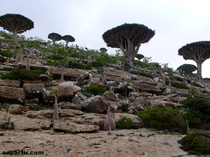 Socotra © oopartir.com