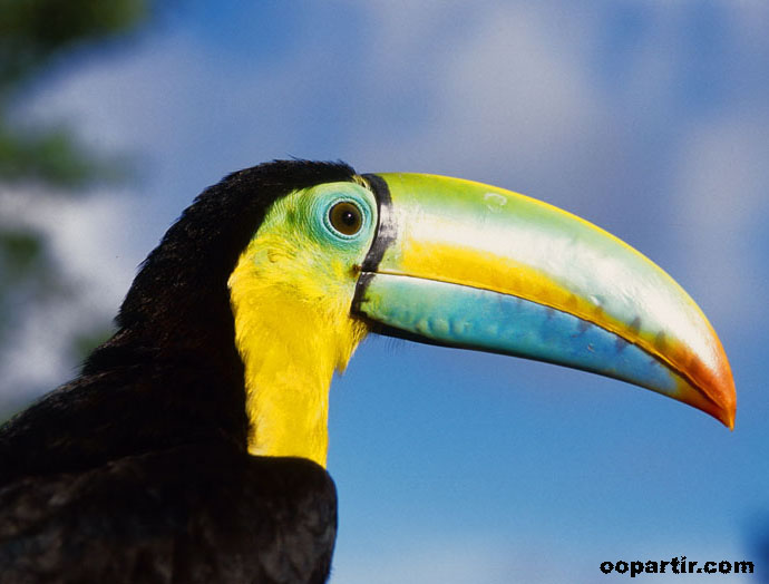 toucan © Visitpanama