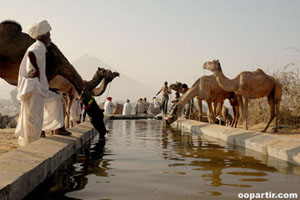 La Foire aux chameaux de Pushkar en novembre