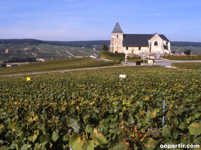 Vignoble à Chavot Courcourt © MANQUILLET