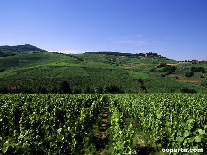 Vignoble de Montmelas, Beaujolais © Rhône-Alpes