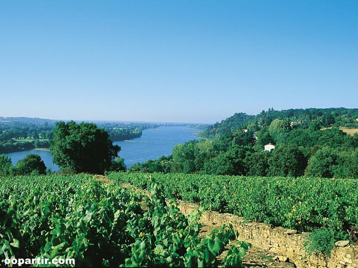 Vignoble nantais © B.Riviere - CRT