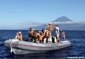 Whale-watching au large du Pico