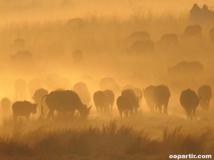 Buffles © Jean-Louis Delbende