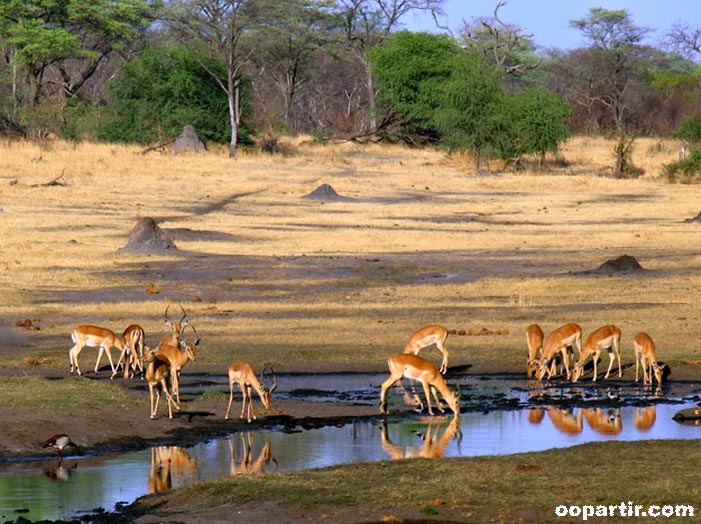 Impalas © Jean-Louis Delbende